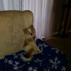 Meet your Posher, Oscar